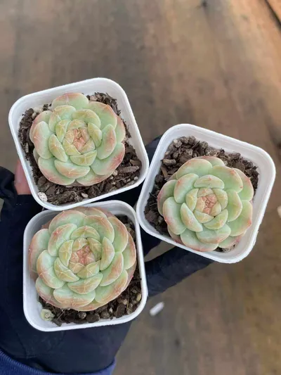 Echeveria 'Barbie' sp. — photo 3 of 3