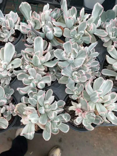 Echeveria 'Berkeley' Variegated Cluster — photo 2 of 6