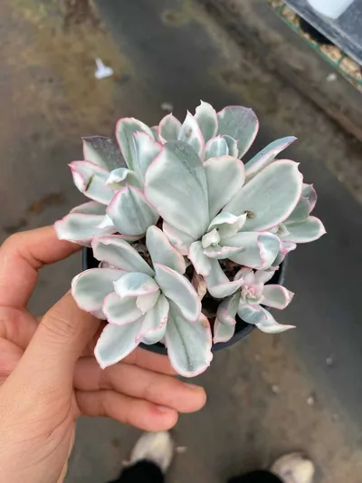 Echeveria 'Berkeley' Variegated Cluster — photo 3 of 6