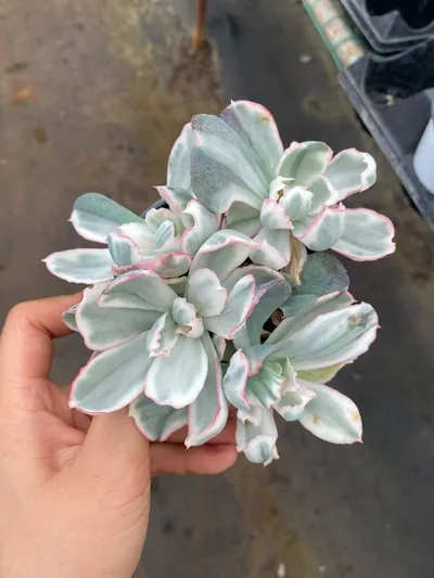 Echeveria 'Berkeley' Variegated Cluster — photo 4 of 6