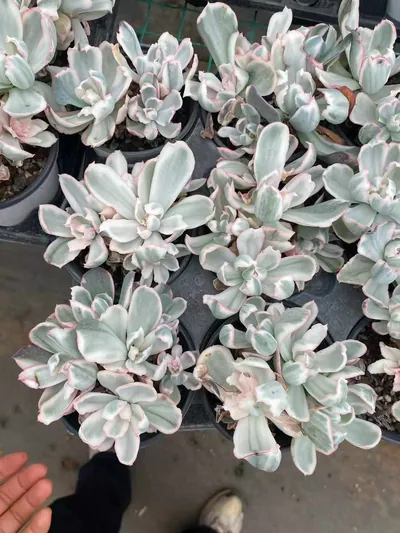 Echeveria 'Berkeley' Variegated Cluster — photo 5 of 6