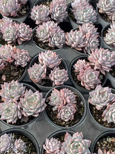 Echeveria 'Blue Bird' Cluster — photo 2 of 4