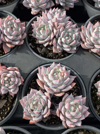 Echeveria 'Blue Bird' Cluster — photo 3 of 4