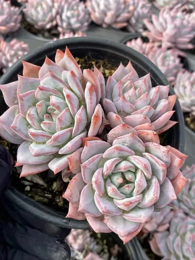 Echeveria 'Blue Bird' Select — wholesale Echeveria from Yunnan, China