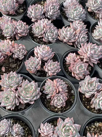 Echeveria 'Blue Bird' Select — photo 2 of 4