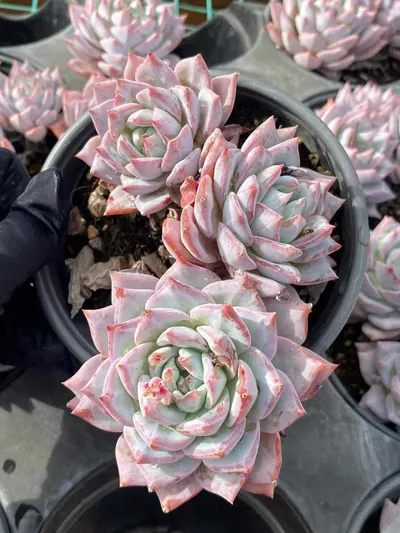 Echeveria 'Blue Bird' Select — photo 3 of 4