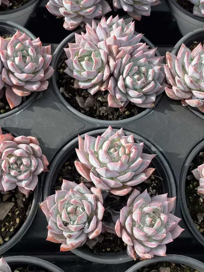 Echeveria 'Blue Bird' Select — photo 4 of 4