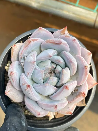Echeveria 'Blue Bird' sp. — photo 2 of 6