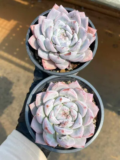 Echeveria 'Blue Bird' sp. — photo 3 of 6