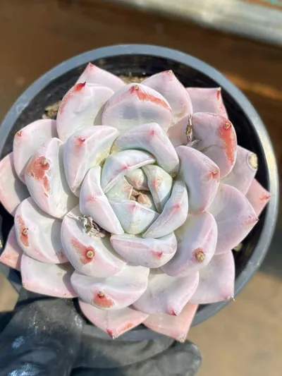 Echeveria 'Blue Bird' sp. — photo 4 of 6