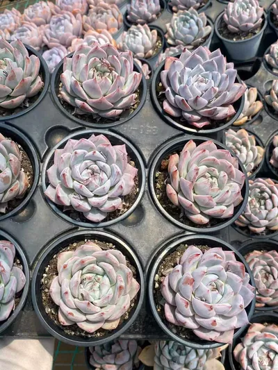 Echeveria 'Blue Bird' sp. — photo 5 of 6