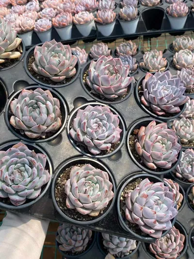 Echeveria 'Blue Bird' sp. — photo 6 of 6