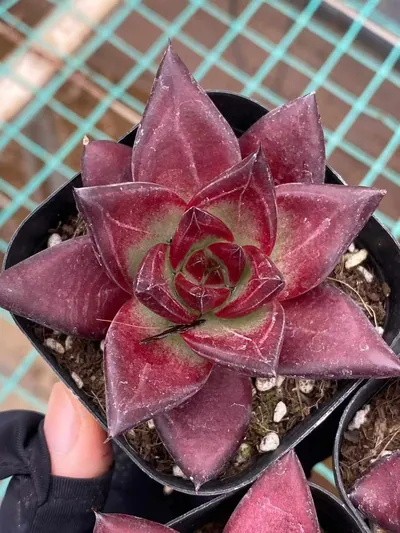 Echeveria 'Cayenne' — wholesale Echeveria from Yunnan, China