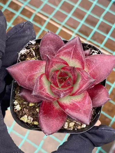 Echeveria 'Cayenne' — photo 2 of 6