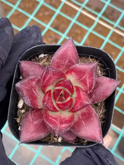Echeveria 'Cayenne' — photo 3 of 6