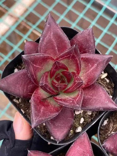 Echeveria Echeveria 'Cayenne' succulent — wholesale export from Yunnan, China