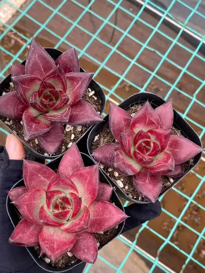 Echeveria 'Cayenne' — photo 4 of 6