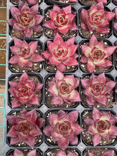 Echeveria 'Cayenne' — photo 5 of 6