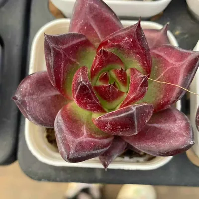 Echeveria 'Cayenne' — photo 6 of 6