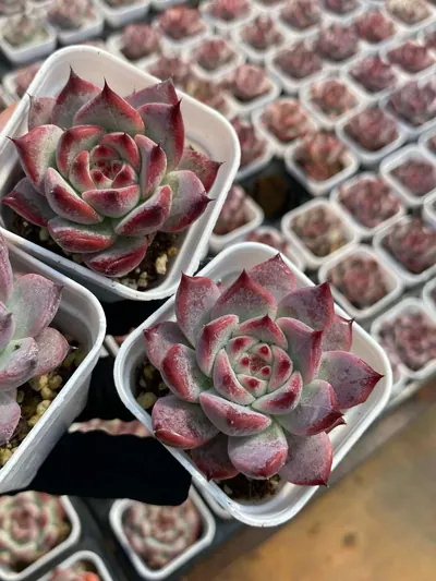 Echeveria colorata 'Diamond' — photo 2 of 6