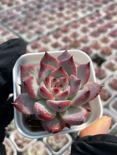 Echeveria colorata 'Diamond' — photo 3 of 6