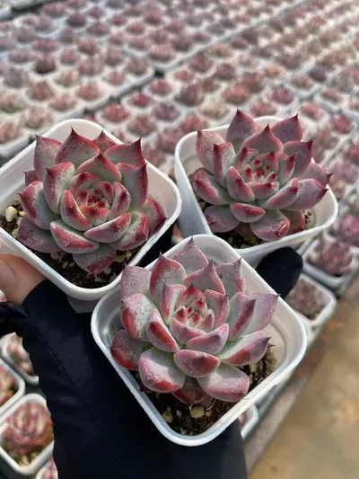 Echeveria colorata 'Diamond' — photo 4 of 6