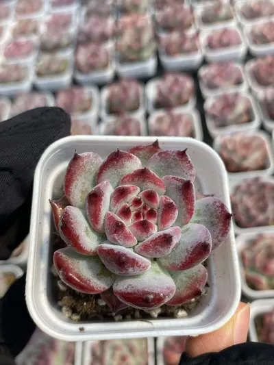 Echeveria colorata 'Diamond' — photo 5 of 6