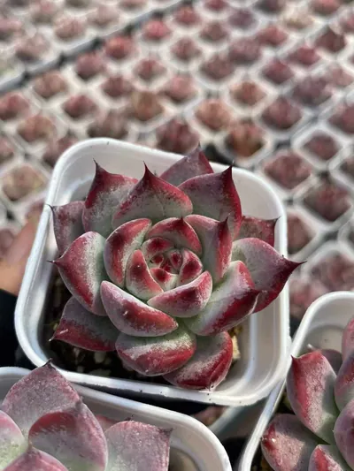 Echeveria Echeveria colorata 'Diamond' succulent — wholesale export from Yunnan, China