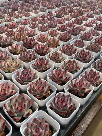 Echeveria colorata 'Diamond' — photo 6 of 6
