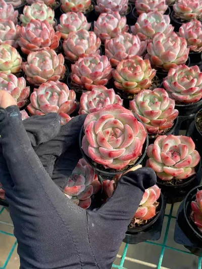 Echeveria colorata 'Diamond' sp. — photo 2 of 5