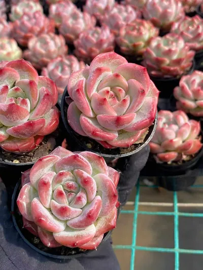 Echeveria colorata 'Diamond' sp. — photo 3 of 5