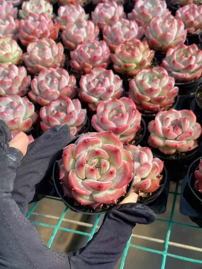 Echeveria colorata 'Diamond' sp. — photo 4 of 5