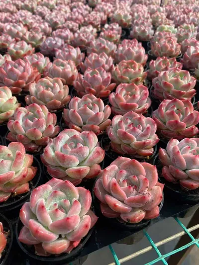 Echeveria colorata 'Diamond' sp. — photo 5 of 5