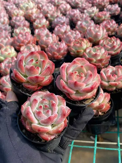 Echeveria Echeveria colorata 'Diamond' sp. succulent — wholesale export from Yunnan, China