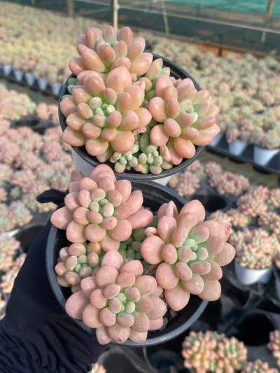 Echeveria 'Daphne' — photo 2 of 6