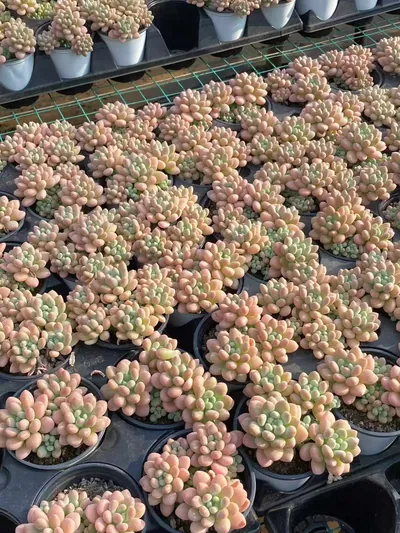 Echeveria 'Daphne' — photo 3 of 6