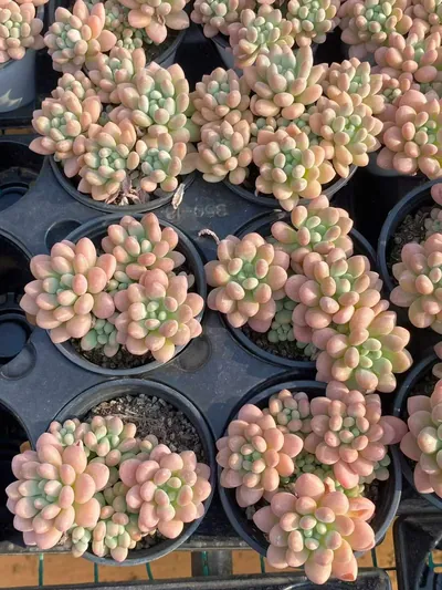 Echeveria 'Daphne' — photo 4 of 6