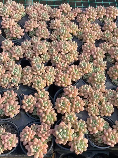 Echeveria 'Daphne' — photo 5 of 6