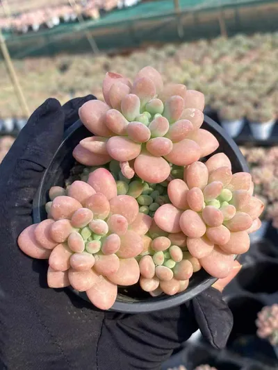 Echeveria 'Daphne' — photo 6 of 6