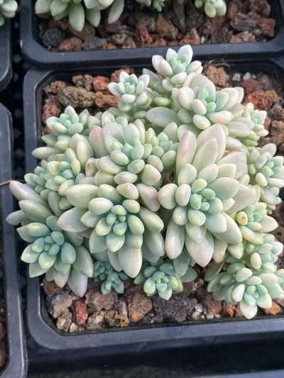 Echeveria 'Daphne' Variegated — wholesale Echeveria from Yunnan, China