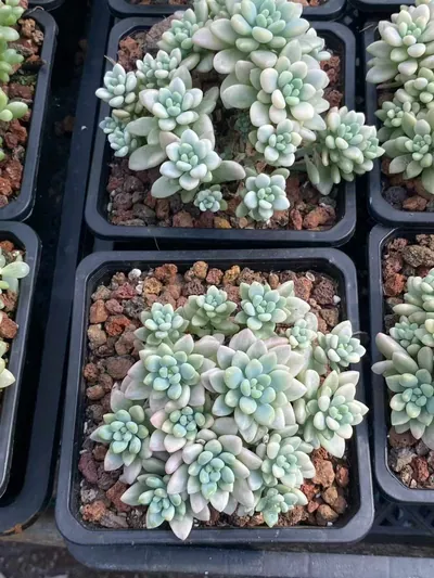 Echeveria 'Daphne' Variegated — photo 2 of 6