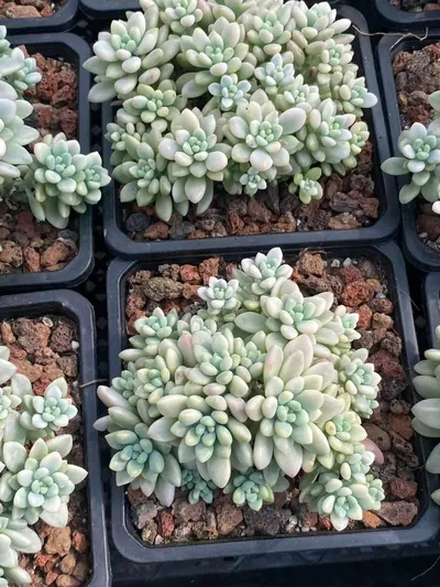 Echeveria 'Daphne' Variegated — photo 3 of 6