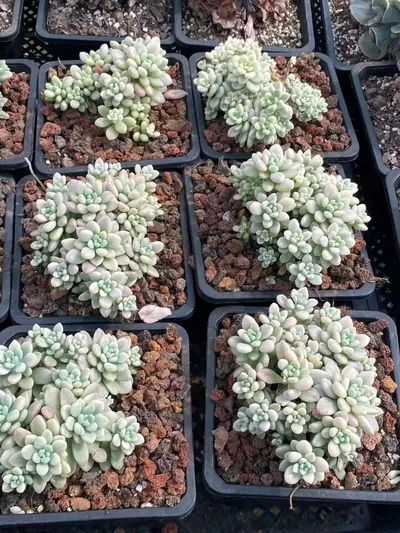 Echeveria 'Daphne' Variegated — photo 4 of 6