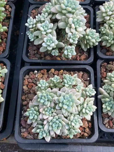 Echeveria 'Daphne' Variegated — photo 6 of 6