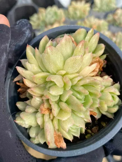 Echeveria 'Floriana' Monstrose Variegated Cluster — photo 2 of 4