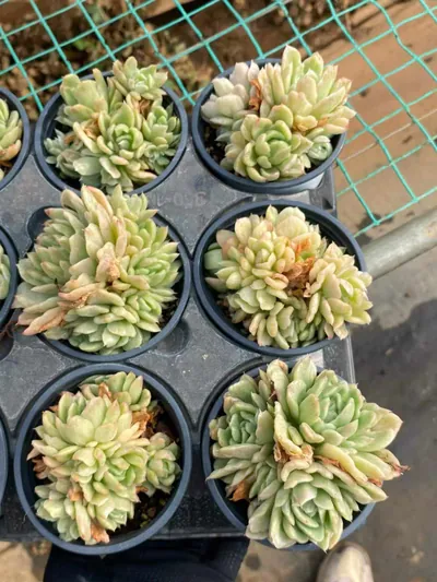 Echeveria 'Floriana' Monstrose Variegated Cluster — photo 3 of 4