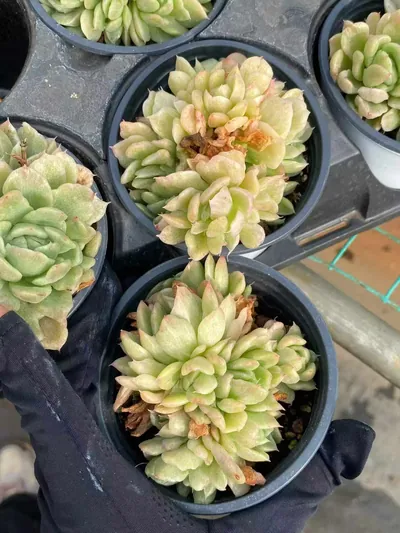 Echeveria 'Floriana' Monstrose Variegated Cluster — photo 4 of 4