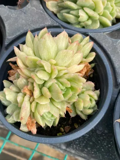 Echeveria Echeveria 'Floriana' Monstrose Variegated Cluster succulent — wholesale export from Yunnan, China