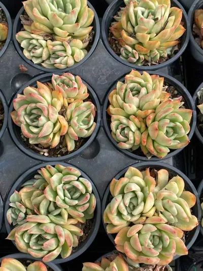 Echeveria 'Floriana' Variegated Cluster — photo 2 of 3