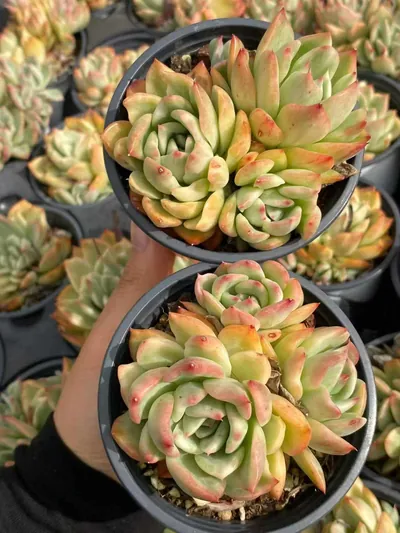 Echeveria 'Floriana' Variegated Cluster — photo 3 of 3